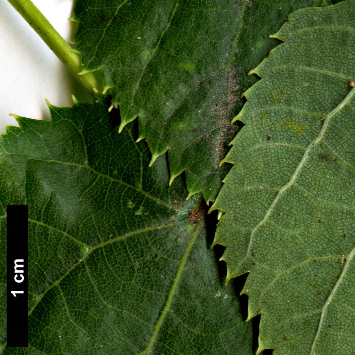 High resolution image: Family: Malvaceae - Genus: Tilia - Taxon: dasystyla - SpeciesSub: subsp. dasystyla